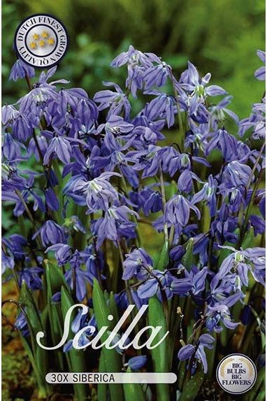 Scilla Siberica 30-pakning